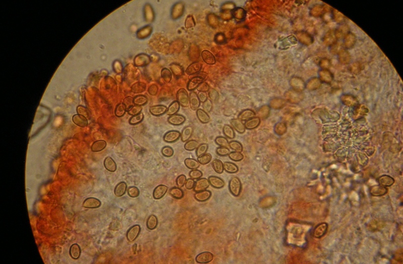 Pholiotina sp. (cfr. Conocybe aporos)